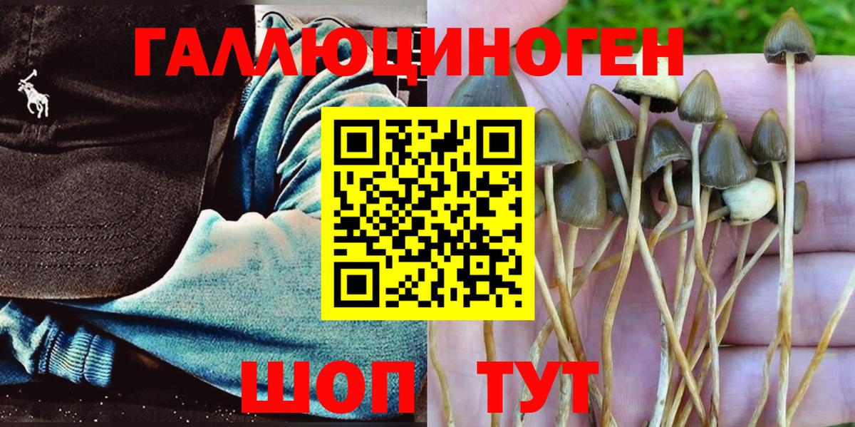 Псилоцибиновые грибы Psilocybe Фурманов